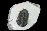 Coltraneia Trilobite Fossil - Huge Faceted Eyes #165852-1